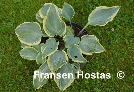 Hosta Holar Fiery Sky